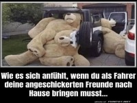 Riesen-B�ren im Auto-Chaos