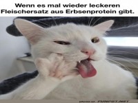 Katzen-Feinschmecker auf Erbsenprotein-Mission