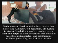 Der Keks-Kauf Profi auf vier Pfoten