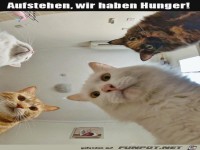 Steh auf wir haben Hunger