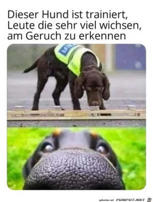 Dieser-Hund....jpg auf www.funpot.net