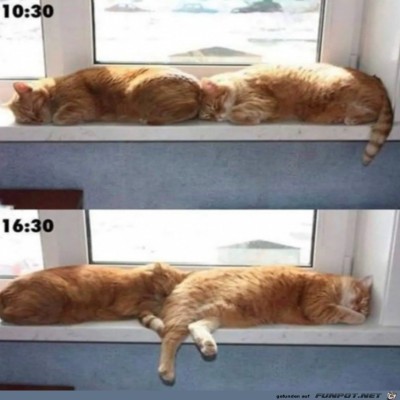 Gleiche-Katzen-andere-Richtung.jpg von Harald48