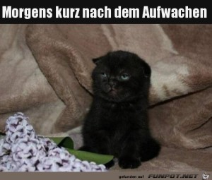Verpeilt-nach-dem-Aufwachen.jpg auf www.funpot.net