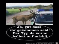 Gut