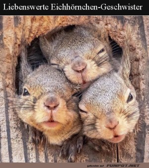 Se-Eichhrnchen.jpg auf www.funpot.net