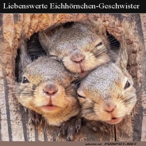 herz-Bild: Süße Eichhörnchen