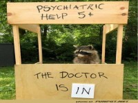 Lustiger Waschb�r als Psychiater