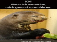 Otter beim Versuch gesunde Ern�hrung