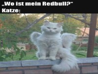 Katze mit Engelsflgeln sucht ihr Redbull