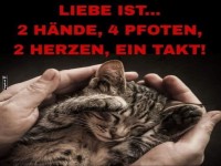 Katzenkuscheln fr Fortgeschrittene