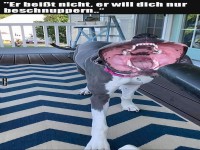 Wenn der Hund zum Staubsauger wird!