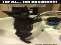 Katzen-Wellness: Ein entspannter Badetag!