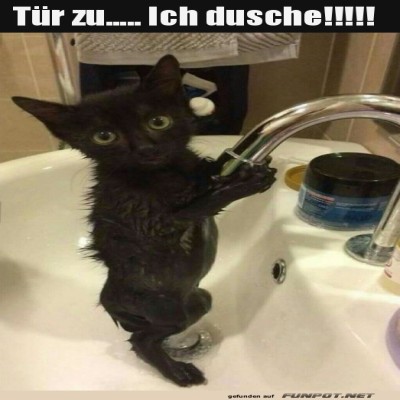 Katzen-Wellness:-Ein-entspannter-Badetag!.jpg von Annelie-68