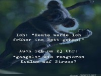 Koala-Krisenmanagement um Mitternacht