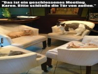 Katzenkonferenz unter Ausschluss von Karen