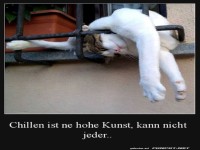 Katze im Zen-Modus: Entspannung Deluxe!