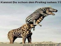 Kannst Du den Freitag schon sehen 