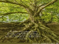 zu faellen einen schoenen baum