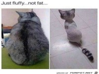 Nicht dick nur viel Fell