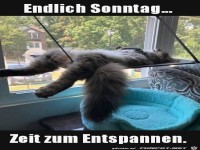 Katze chillt am Sonntag