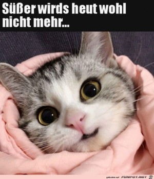 Wie-niedlich.jpg auf www.funpot.net