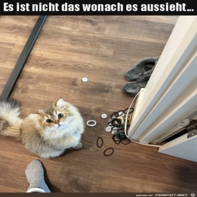 Katze-ist-unschuldig.jpg von Lillian