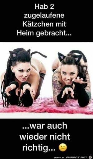 Zwei-Katzen.jpg auf www.funpot.net