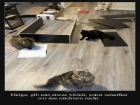 Katzen als M�belmonteure