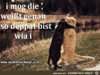 ich mag dich weil du genau so bloed bist wie ich