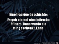 Eine sch�ne Pflanze wurde mir geschenkt