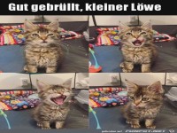 Gef�hrliches K�tzchen
