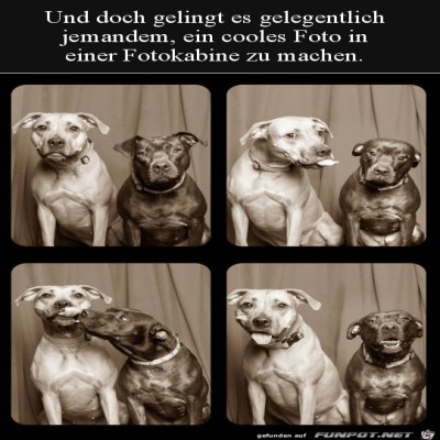 Lustige-Fotos.jpg von Sweetheart