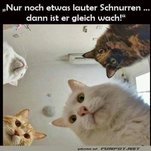 fun-Bild: Bisschen lauter schnurren