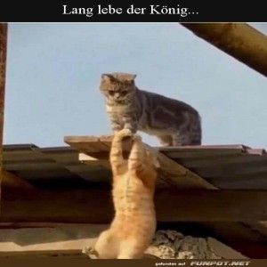 fun-Bild: Der König