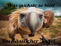 Lustiger Blick eines Vogels