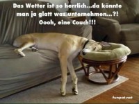 Hund chillt auf Couch