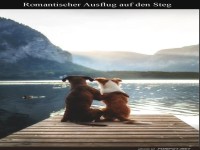 Pfoten am See: Ein romantischer Hundeausflug