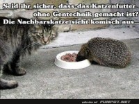 Als die Nachbarkatze pl�tzlich stachelig war!