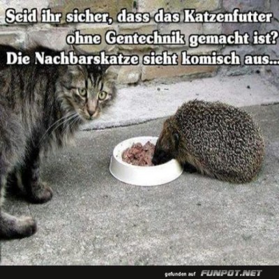 Als-die-Nachbarkatze-plötzlich-stachelig-war!.jpg von Ida-1969