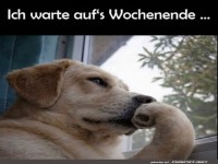 Wenn Hunde auf Freitag hoffen