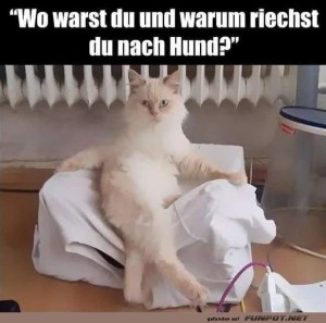Katzenkonfrontation:-Das-gro�e-Hundeduft-Geheimnis.jpg auf www.funpot.net