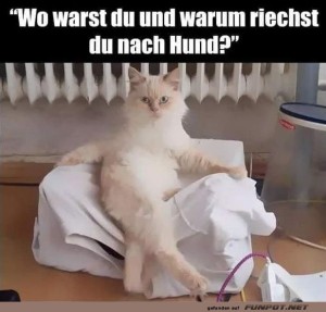 fun-Bild: Katzenkonfrontation: Das gro&szlig;e Hundeduft-Geheimnis