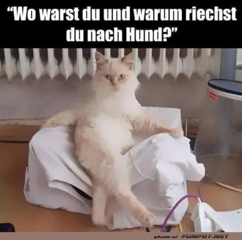 Katzenkonfrontation:-Das-große-Hundeduft-Geheimnis.jpg auf www.funpot.net