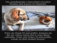 Wenn Haustiere Riesentr�ume haben
