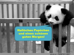 fun-Bild: Panda-Plapper: Guten Morgen mit Charme!
