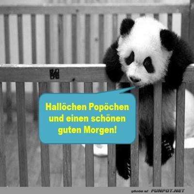 Panda-Plapper:-Guten-Morgen-mit-Charme!.jpg von Mareike-21