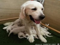 das ist ein dogtopus - er isst gerne katzenfische via bearti