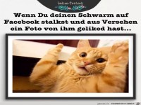 wenn du deinen schwarm