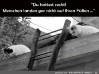 Katzen sind verbl�fft
