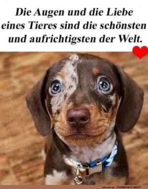 Die-Augen-eines-Tieres.jpg auf www.funpot.net